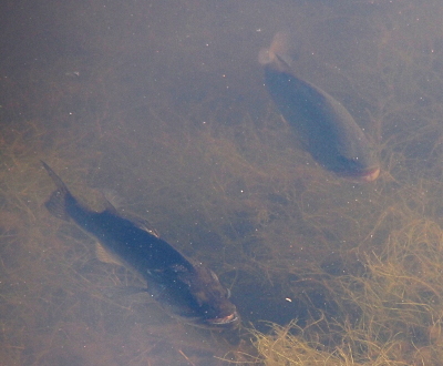 [Two large fish are in the water parallel to each other and facing the lower right. The each seem bo have their mouths open slightly. They are as large as the catfish, but no whiskers are visible on either one.]